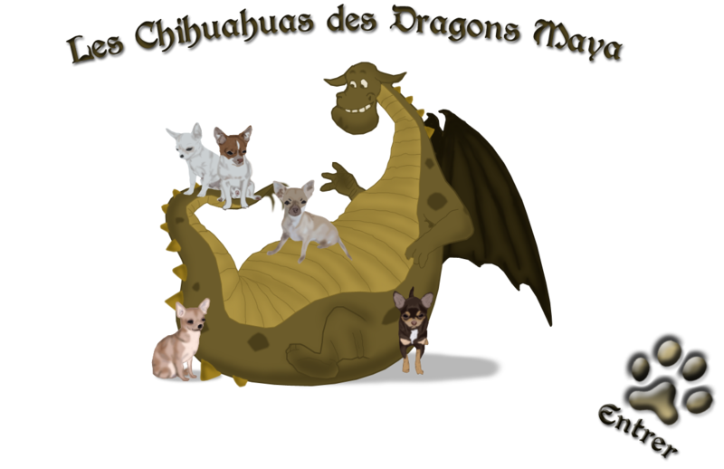 Elevage DES DRAGONS MAYA Chihuahuas *