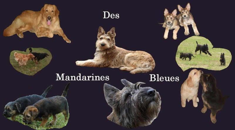 Elevage DES MANDARINES BLEUES Hovawart & Berger Picard*