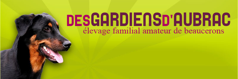Elevage DES GARDIENS D AUBRAC berger de Beauce *