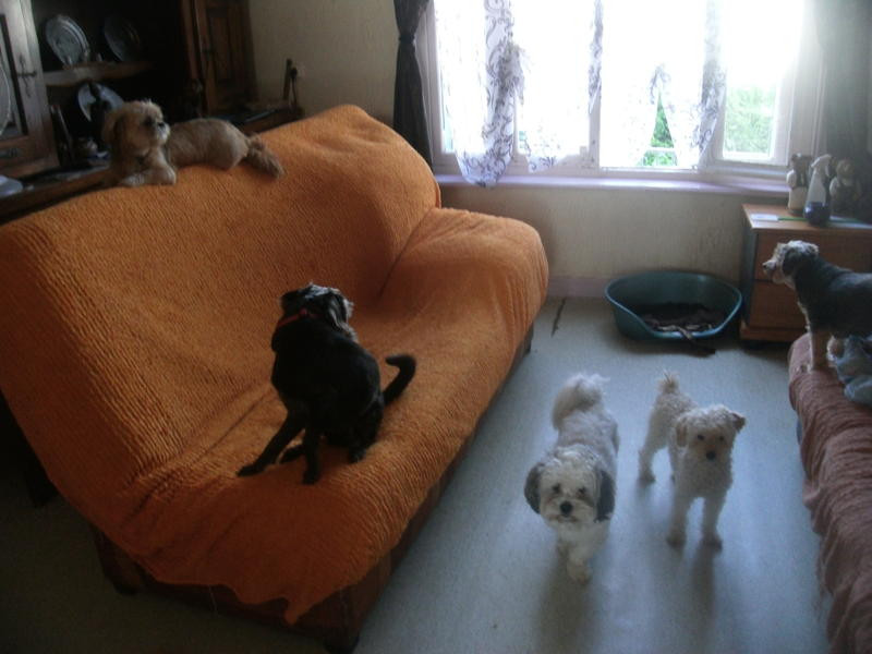 pension tout confort pour chiens et chats en maison à AVELUY*