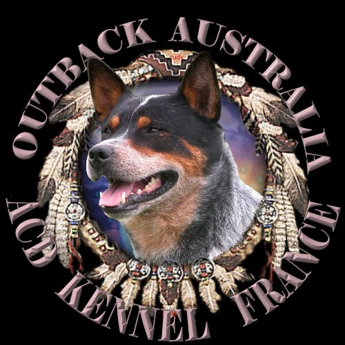 Elevage OF OUTBACK AUSTRALIA Bouvier Australien *