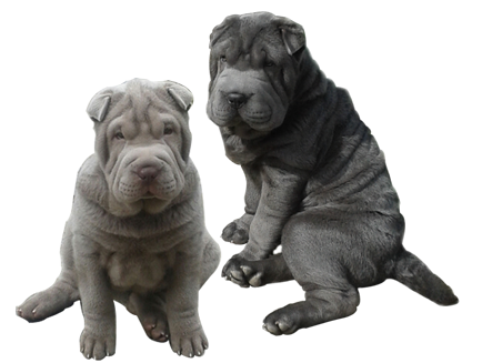 Elevage SHARPEI DIEM shar pei *