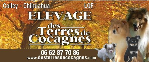 Elevage DES TERRES DE COCAGNE yorkshire
