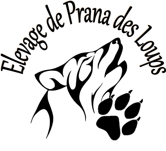 Elevage DE PRANA DES LOUPS Malamute d Alaska et Eurasier*