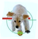 CLUB CANIN ST MARS LA BRIERE éducation obéissance canine*