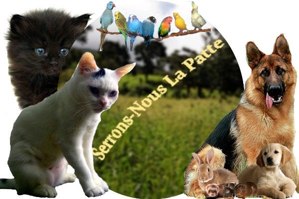 SERRONS NOUS LA PATTE Association adoption animaux
