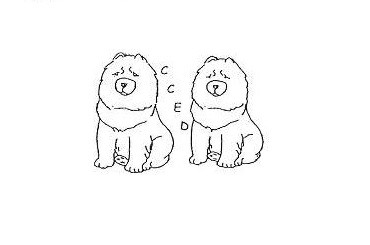 Association CHOW CHOW EN DETRESSE