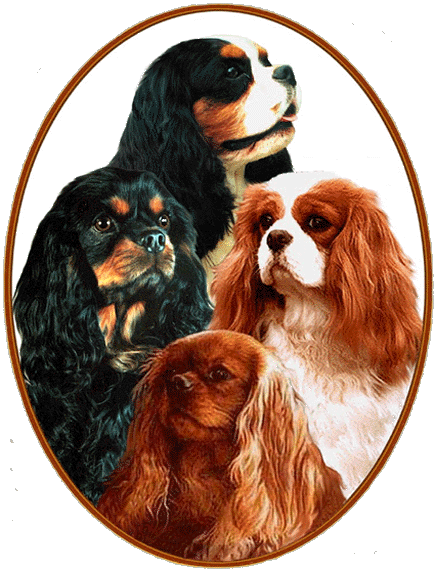 Elevage DES CAVALIERS D'ALBION Cavalier King Charles *