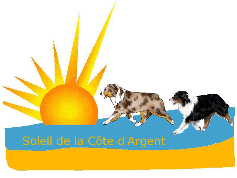 Elevage DU SOLEIL DE LA COTE D ARGENT bergers australiens*