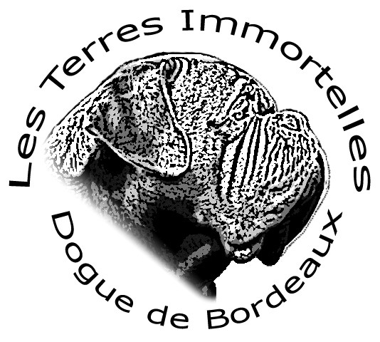 Elevage DES TERRES IMMORTELLES Dogue de Bordeaux