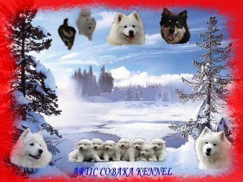Elevage OF ARTIC COBAKA Samoyede *