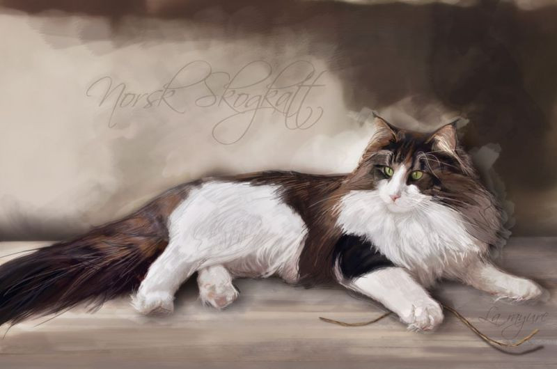 Forum du chat Norvegien *