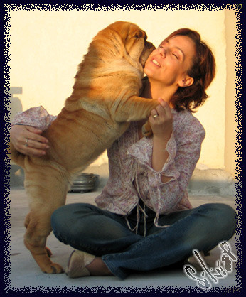 Elevage HAN YANG Shar pei Italia