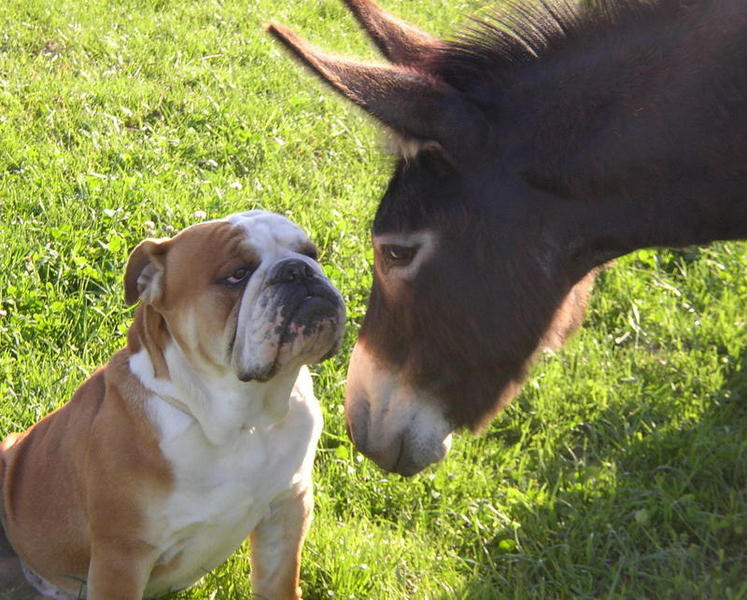 Elevage MIDDEL WEG Multi races canines*
