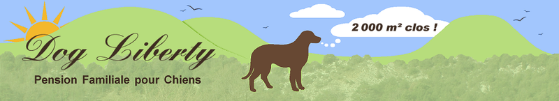 DOG LIBERTY pension familiale pour chien *