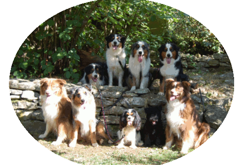 Elevage DOMAINE DE LA BRAGUE Australian Shepherd dit AUSSIE *