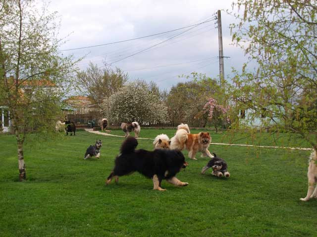 Elevage LEGENDE DE RETZ Eurasier Westie Schnauzer Border *