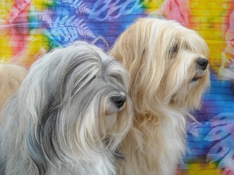 Elevage LES AMOURS DU SOLEIL Bichon Havanais*