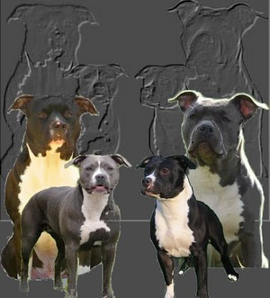 Elevage L'EDEN D'ANUBIS Staffordshire terrier Américain *