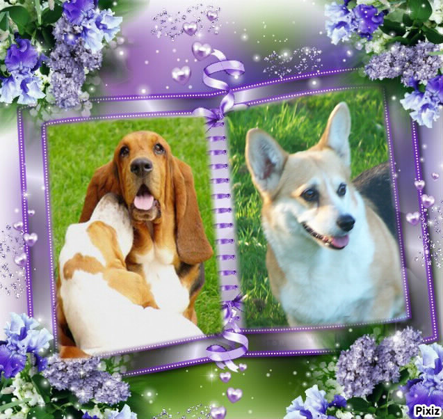 Elevage LA CLEF DU VERNE Basset Hound *