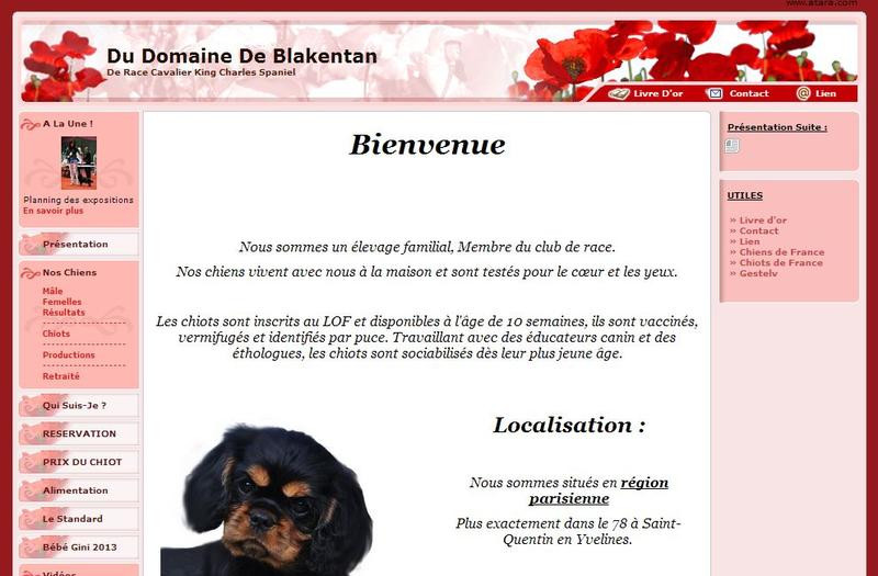 Elevage DU DOMAINE DE BLAKENTAN Cavalier King Charles Spaniel*