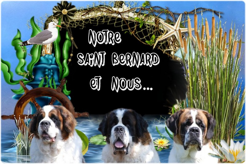 Forum Notre saint Bernard & Nous - Portail