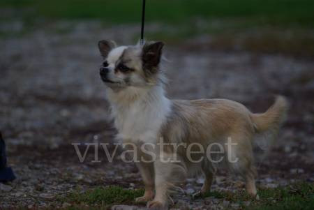 Elevage DOMAINE DE COPENHOODE Chihuahua & petit Brabancon £
