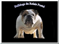 Elevage DU RELAIS POSTAL Les Bulldogs anglais et français *