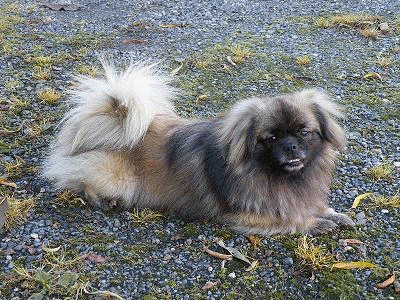 Elevage DES YOMAINRIS Epagneul du tibet Cavalier King Charles
