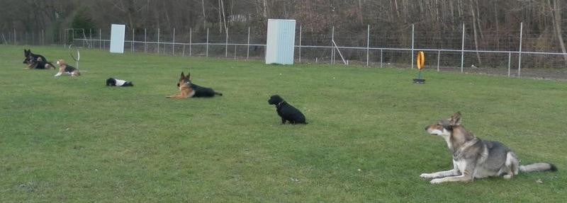 Club canin CEC Quessy