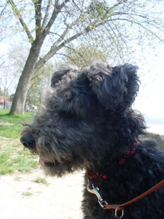 Blog Francais des PUMI Felallo Fulu Pumi Kennel Klub *