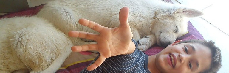 Elevage DE LA NOTTE DI STELLA Berger blanc suisse Cavalier king charles*