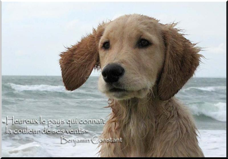 Elevage DU PAYS DES GELFES Golden Retrievers