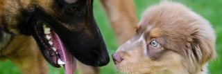 CHARLES REISCH Pension canine familiale*