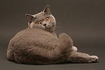 Association BE A BRITISH CAT British Shortair *