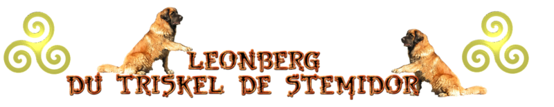 Elevage DU TRISKEL DE STEMIDOR Leonberg*