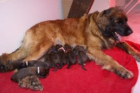 Elevage DU PIN AUX CINQ AIGUILLES Golden Retriever *