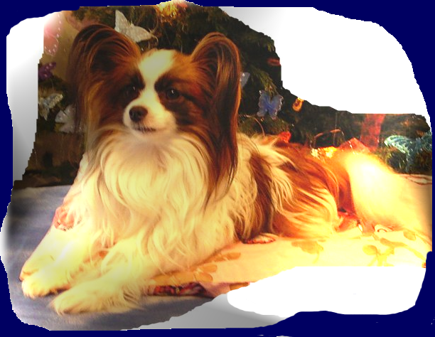 Elevage LA BRUYERE DU MAZY Epagneul nain Dogue du Tibet*