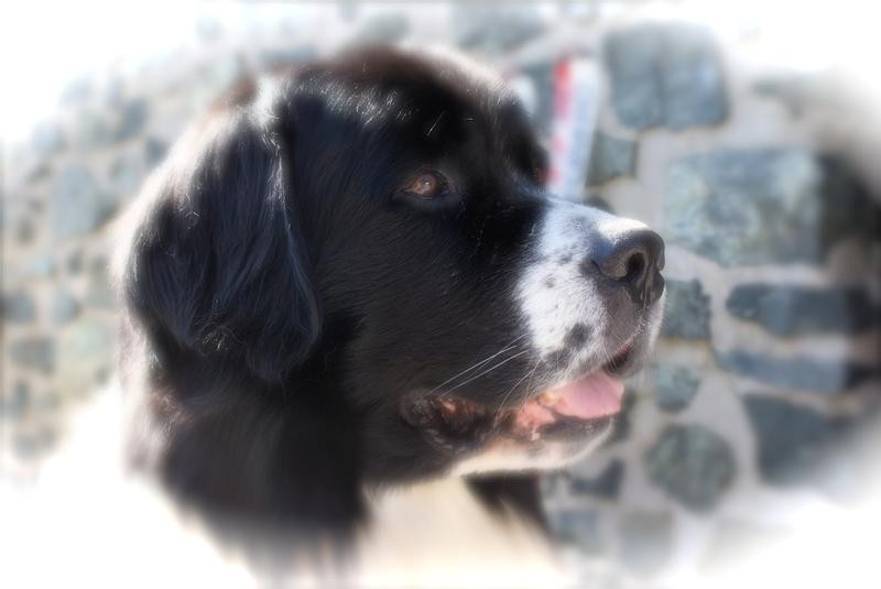 LE ROMAN DU LANDSEER tout savoir sur cette race