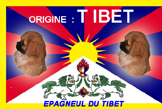 Elevage DES PLATEAUX DU CHANGTHANG Epagneul Tibetain *