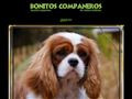 Elevage BONITOS COMPANEROS Cavalier King Charles Spaniel