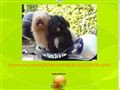 Elevage LAS FLORES DE LA VIDA Bichon Havanais *