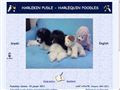 Elevage HARLEKIN PUDLE Harlequin Poodles Serbia*