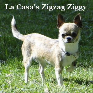 Elevage PATULLIES Chihuahua *