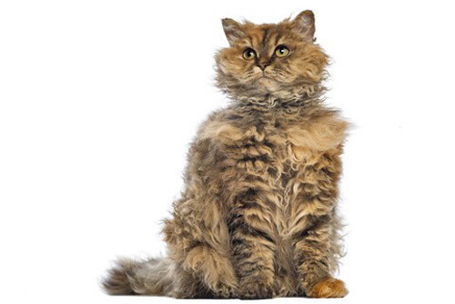 Selkirk Rex Polytrans