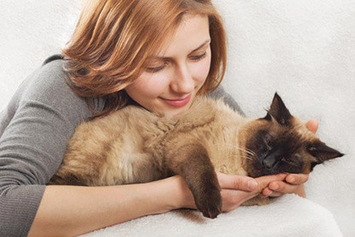 Siamois Thai Polytrans