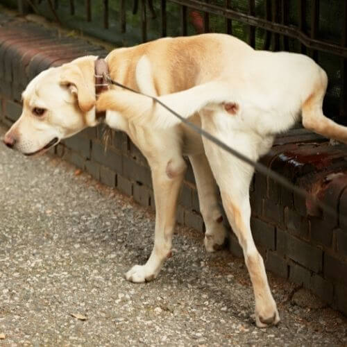 Chien Qui Se Gratte Le Derriere Par Terre Tout Sur Les Glandes Anales