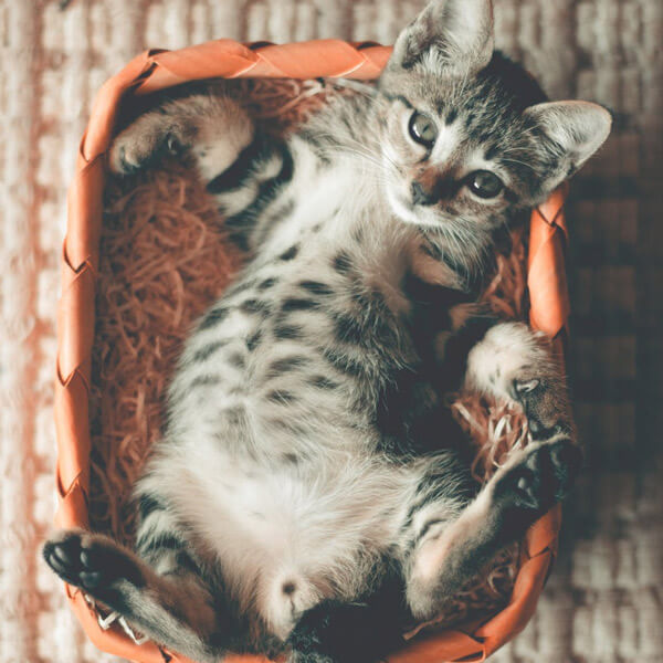 Bebe Chat Bien Gerer L Arrivee Du Chaton Et Du Bebe Polytrans Bebe Chat Bien Gerer L Arrivee Du Chaton Et Du Bebe Polytrans