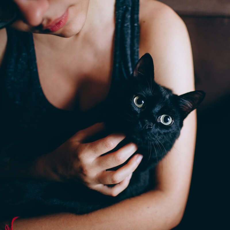 J Ai Perdu Mon Chat Comment Le Retrouver Polytrans