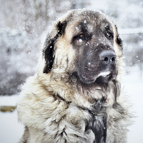 Est Ce Que Les Moustaches De Chien Repoussent Apres La Coupe